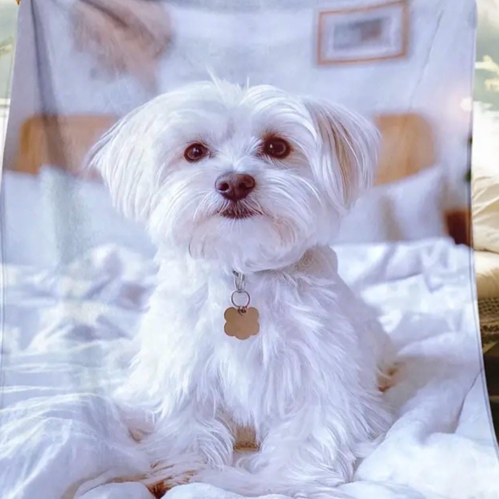 Maltese pillow and blanket set